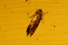 Scardiinae