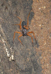 Platyoides walteri