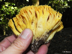 Ramaria flava