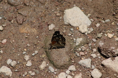 Anthanassa texana texana