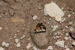 Anthanassa texana texana