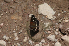 Anthanassa texana texana