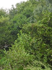Alnus lusitanica