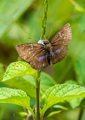 Quadrus contubernalis