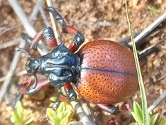 Brachycerus obesus
