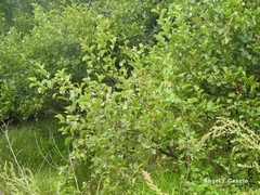 Alnus lusitanica