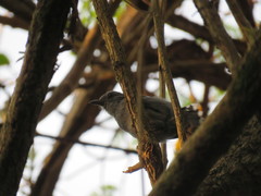 Thamnophilus amazonicus