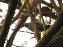 Thamnophilus amazonicus