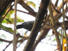 Thamnophilus amazonicus