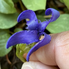 Gentianopsis barbellata