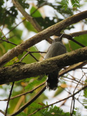 Thamnophilus amazonicus