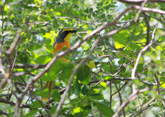 Telophorus sulfureopectus similis