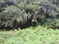 Alnus lusitanica