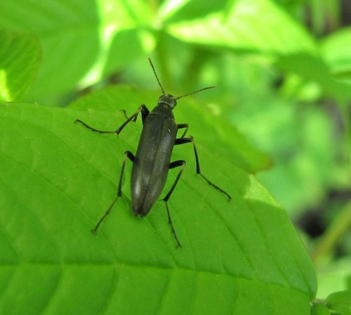 Stenotrachelidae