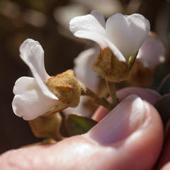 Podalyria myrtillifolia