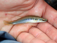 Fundulus olivaceus