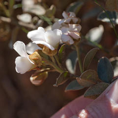 Podalyria myrtillifolia