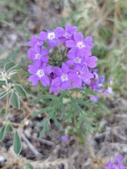 Glandularia bipinnatifida