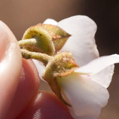 Podalyria myrtillifolia