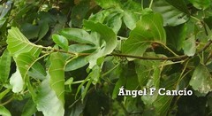 Alnus lusitanica