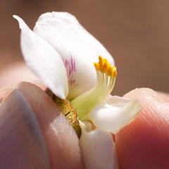 Podalyria myrtillifolia