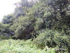 Alnus lusitanica
