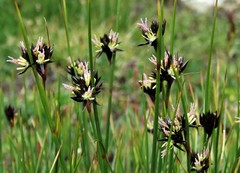 Juncus jacquinii