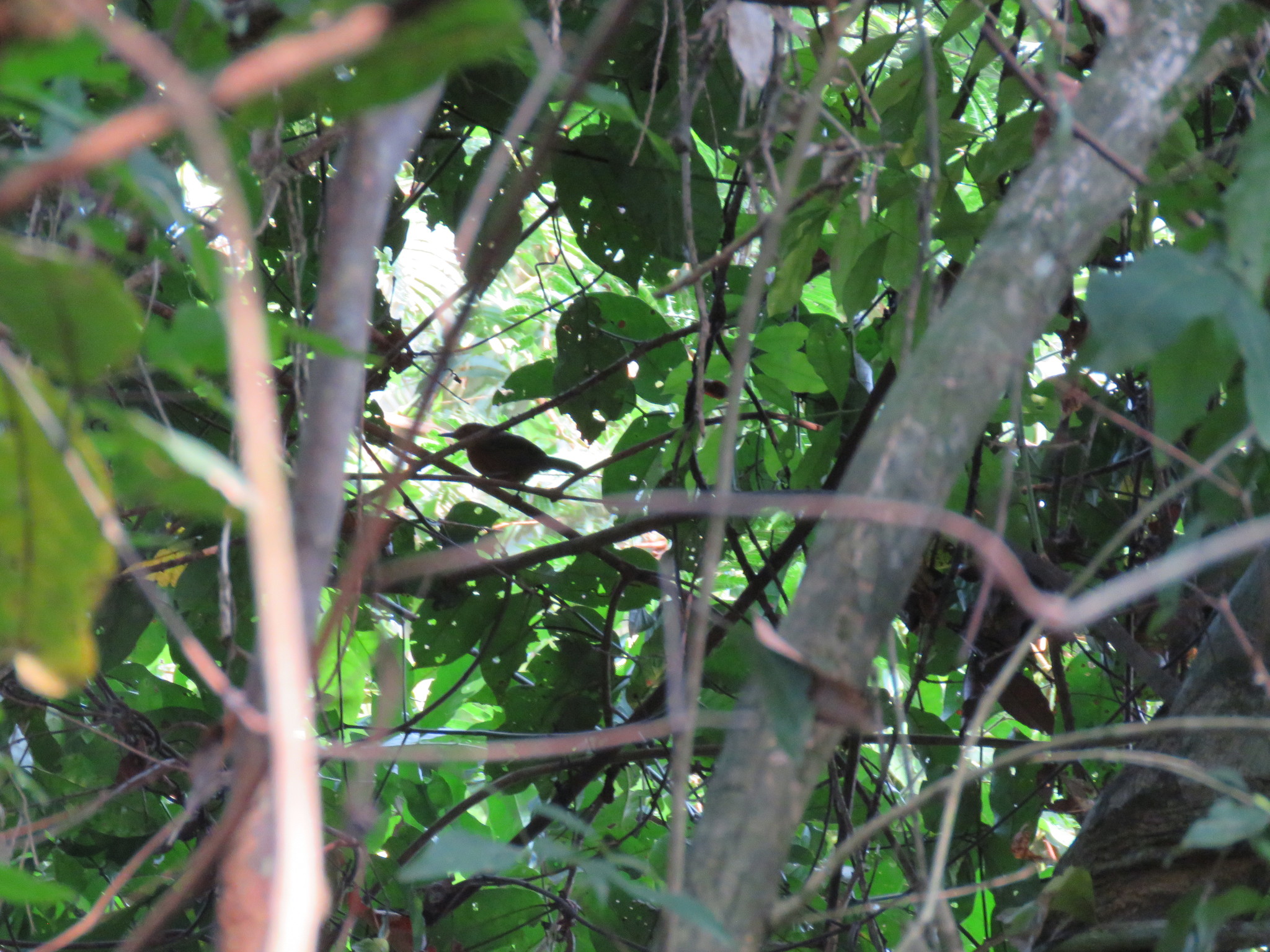 Riparian Antbird illustration