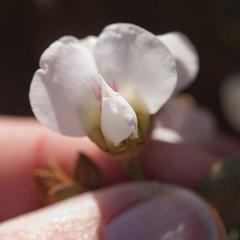 Podalyria myrtillifolia