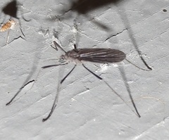 Eugnophomyia