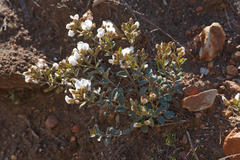 Podalyria myrtillifolia
