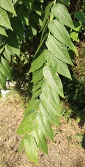 Ailanthus altissima