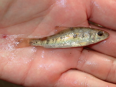 Erimyzon claviformis