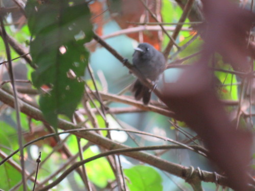 Riparian Antbird (Cercomacroides fuscicauda), photo 2