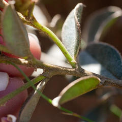 Podalyria myrtillifolia