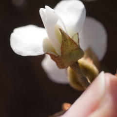Podalyria myrtillifolia