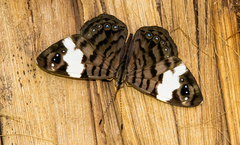 Ectima thecla thecla