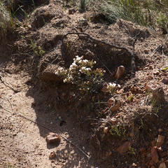 Podalyria myrtillifolia