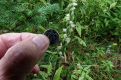Spiranthes casei novaescotiae
