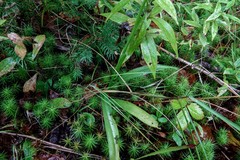 Spiranthes casei novaescotiae