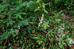 Spiranthes casei novaescotiae