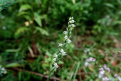 Spiranthes casei novaescotiae