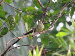 Hemitriccus iohannis