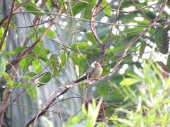 Hemitriccus iohannis