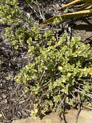 Aeonium haworthii