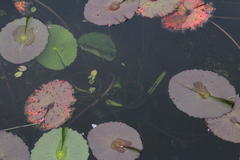 Nymphaea nouchali zanzibariensis