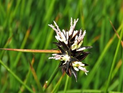 Juncus jacquinii