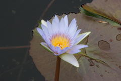 Nymphaea nouchali zanzibariensis