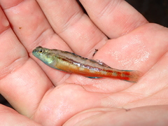 Etheostoma zonistium
