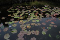 Nymphaea nouchali zanzibariensis